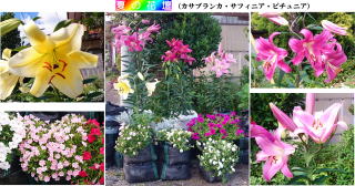 カサブランカ・サフィニア・ピチュニ