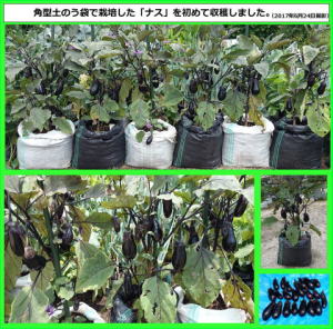 ナスの栽培