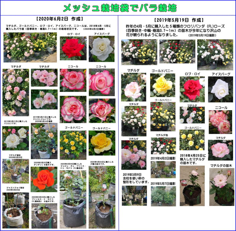 メッシュ栽培袋でバラ栽培