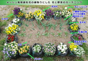 メッシュ栽培袋に花を植えた縁取りにして、花・野菜のガーデニングづくり