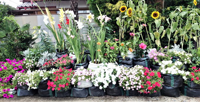 全体が観える花の階段栽培