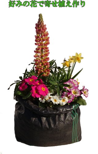 寄せ植え