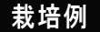  栽培例  