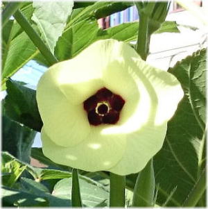 オクラの花