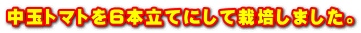 中玉トマトを6本立てにして栽培しました。 