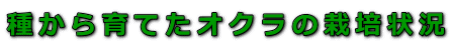 種から育てたオクラの栽培状況