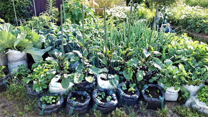 野菜栽培